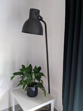Lampe og plante